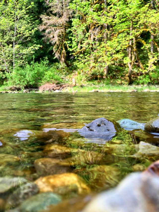 Slow down, and take in the beauty that surrounds you, on the Cowichan River Trail.
With #geocaching as our tour guide we enjoyed finding hidden treasures of all kinds on a beautiful day to spend in nature.
@cowichantourism @hellobc
